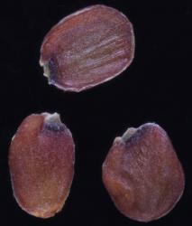 Cardamine megalantha. Seeds.
 Image: P.B. Heenan © Landcare Research 2019 CC BY 3.0 NZ